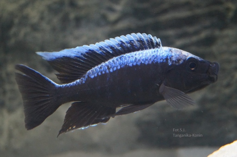 Copadichromis trewavasae 'Chizumulu Island'